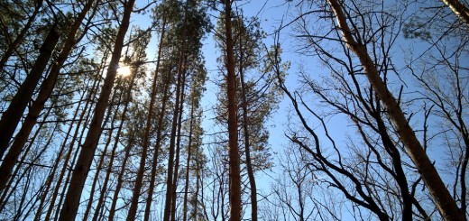 Wald am Wolgaufer in Uljanowsk